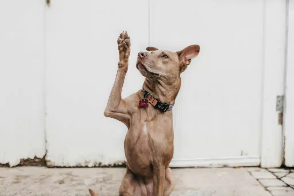 a dog raising its hand