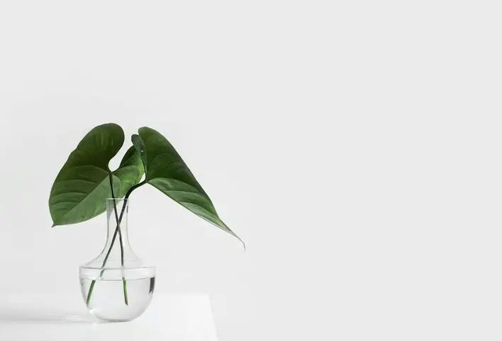 green-leafed-plant-on-clear-glass-vase-filled-with-water